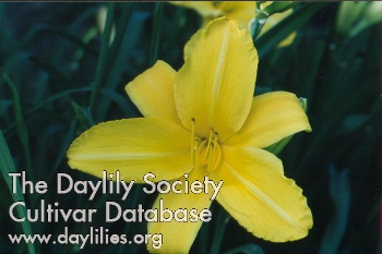 Daylily Buttered Popcorn